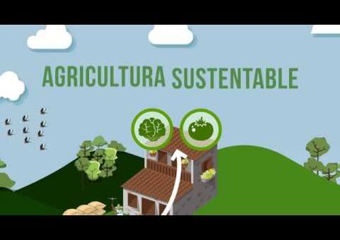 Modelos de negocio en el sector de la agricultura sostenible: ejemplos y estrategias