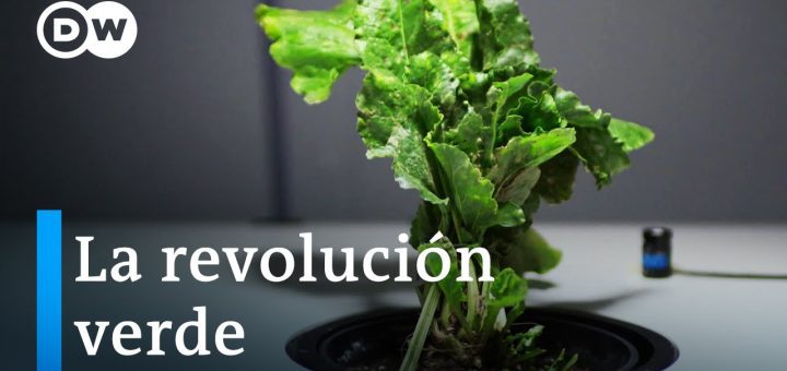 Emprendedores y la revolución verde: oportunidades en sostenibilidad