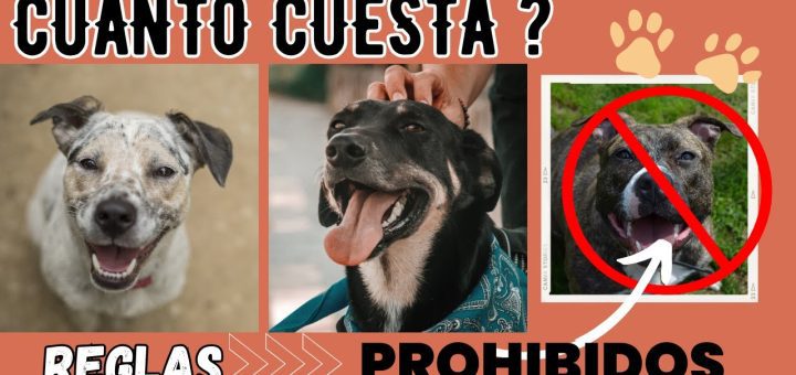Emigrar a Portugal con mascotas: Consejos para su traslado y cuidado
