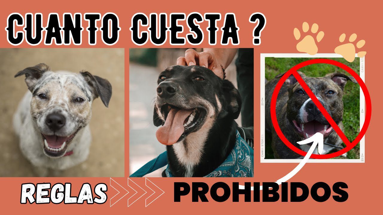 Emigrar a Portugal con mascotas: Consejos para su traslado y cuidado