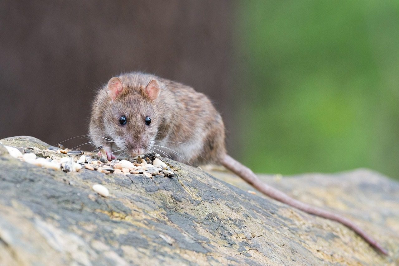 727926 - PestConsulting | Negocios10.Com